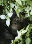 Mountain Gorilla Sleeping In A Bed Of Foliage by Tim Laman Limited Edition Print