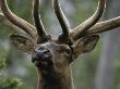 Portrait Of A Bull Elk by Tom Murphy Limited Edition Print