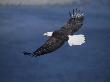 Bald Eagle (Haliaeetus Leucocephalus) In Flight by Tom Murphy Limited Edition Print