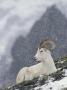 Dall's Sheep Rests On A Snow-Covered Slope On Cathedral Peak by Tom Murphy Limited Edition Pricing Art Print