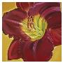 Red Day Lily I by Roberta Aviram Limited Edition Pricing Art Print