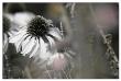Echinacea Cone Flower by Karin Connolly Limited Edition Print