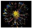 Fireworks Papaver by Harold Davis Limited Edition Print