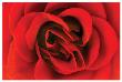 Rose Study I1 by Harold Davis Limited Edition Print