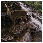 Deer Falls by Steve Hunziker Limited Edition Print