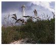 Lighthouse Terns I by Steve Hunziker Limited Edition Print