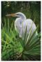 Palmetto Egret by Steve Hunziker Limited Edition Print