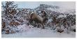 Snowy Elk by Steve Hunziker Limited Edition Print