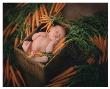 Carrot Top by Linda Johnson Limited Edition Print