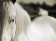 Close Up Of A White Horse Of The Camargue, France by Scott Stulberg Limited Edition Pricing Art Print