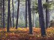 New Forest Inclosure In Autumn, New Forest, Hampshire, England, United Kingdom, Europe by Adam Burton Limited Edition Print