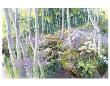 Aspen Glade by Julie Pollard Limited Edition Pricing Art Print