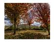 Diablo Vista Park Autum by Michael Polk Limited Edition Print