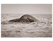 Gray Whale Pre Dive by Steve Munch Limited Edition Pricing Art Print