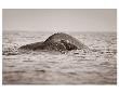 Gray Whale Pre Dive by Steve Munch Limited Edition Print