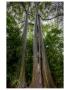 Maui Eucalyptus Tree by Michael Polk Limited Edition Print