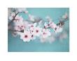 Plum Blossom by Shana Rae Limited Edition Print