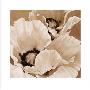 Sepia Summer I by Maggie Thompson Limited Edition Pricing Art Print