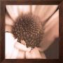 Sepia Daisy by Cosimo Scianna Limited Edition Print