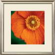 Orange Poppy by June Hunter Limited Edition Pricing Art Print