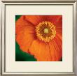 Orange Poppy by June Hunter Limited Edition Print