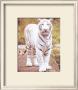 White Tiger On Rock by Ron Kimball Limited Edition Print