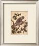 Monkey In A Tree I by Dianne Krumel Limited Edition Pricing Art Print