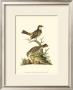 Petite Bird Study Iii by George Edwards Limited Edition Print