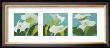 Calla Lily Triptych by Audrey Heard Limited Edition Pricing Art Print
