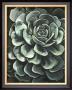 Lunar Succulent Ii by Megan Meagher Limited Edition Print