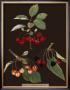 Brookshaw Cherries by George Brookshaw Limited Edition Print