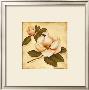 Gold Magnolia I by Daphne Limited Edition Print