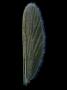 Mosquito Wing (Culex). Darkfield Lm by Wim Van Egmond Limited Edition Print