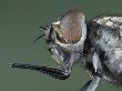 Stable Fly (Stomoxys Calcitrans) Showing Its Blood Sucking Mouthparts And Large Compound Eye by Wim Van Egmond Limited Edition Print