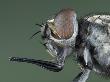 Stable Fly (Stomoxys Calcitrans) Showing Its Blood Sucking Mouthparts And Large Compound Eye by Wim Van Egmond Limited Edition Print