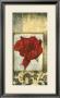 Poppy Poetry Iv by Jennifer Goldberger Limited Edition Print