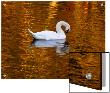 Swan Gliding On The Golden Lake by I.W. Limited Edition Print