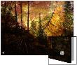 Scene Deep In The Evergreen Forest by L.B. Limited Edition Print