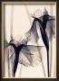 Japanese Iris by Judith Mcmillan Limited Edition Print