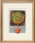 Blossom Time Ii by C. Wurzig Limited Edition Print