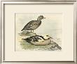 Steller's Eider by F.W. Frohawk Limited Edition Print