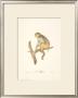 Monkeys: Le Rhesus by Jean-Baptiste Audebert Limited Edition Pricing Art Print