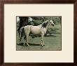 Cassell's Horse I by Cassell Limited Edition Print