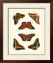Butterflies I by Pieter Cramer Limited Edition Pricing Art Print