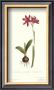 Ixia Latifolia Var. Latifolia by Sydenham Teast Edwards Limited Edition Pricing Art Print