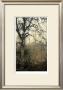 Wooded Solace I by Jennifer Goldberger Limited Edition Print