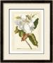 Magnificent Magnolias I by Jacob Trew Limited Edition Pricing Art Print