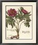 Giant Peony I by Ludwig Van Houtte Limited Edition Print