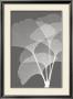 Ginkgos I by Steven N. Meyers Limited Edition Print