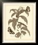 Nature Study In Sepia I by Maria S. Merian Limited Edition Pricing Art Print